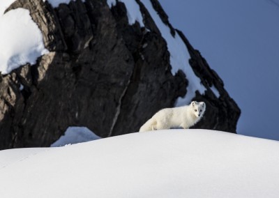 Arctic fox during the filming of "Faces of Dav" in Svalbard, Norway on June 01, 2014. — photo : Christian Pondella